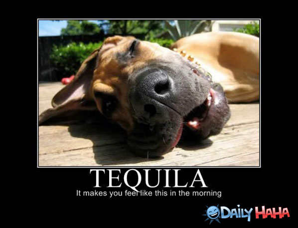 Funny tequila. 
