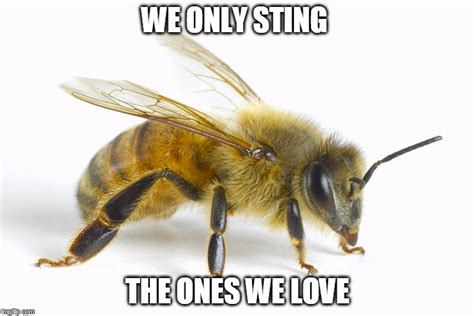 Bee sting Memes