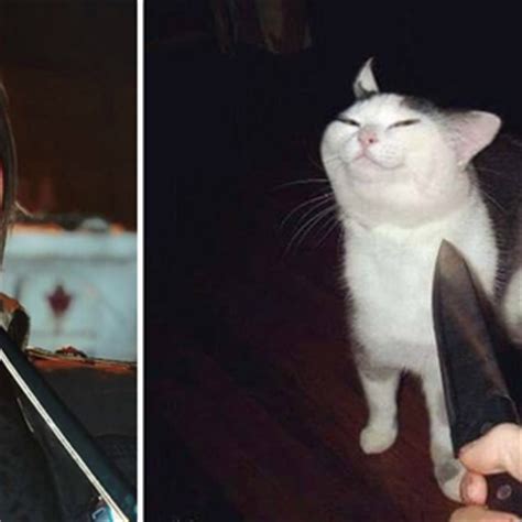 Knife Cat Memes.