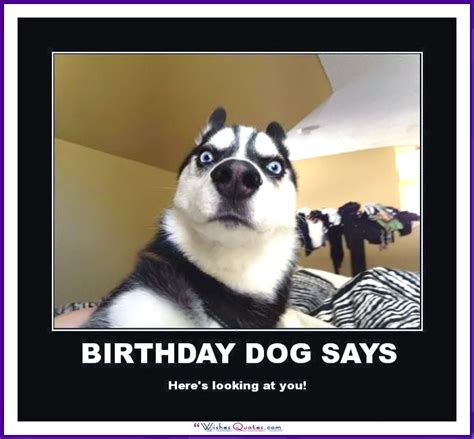 Funny dog birthday Memes