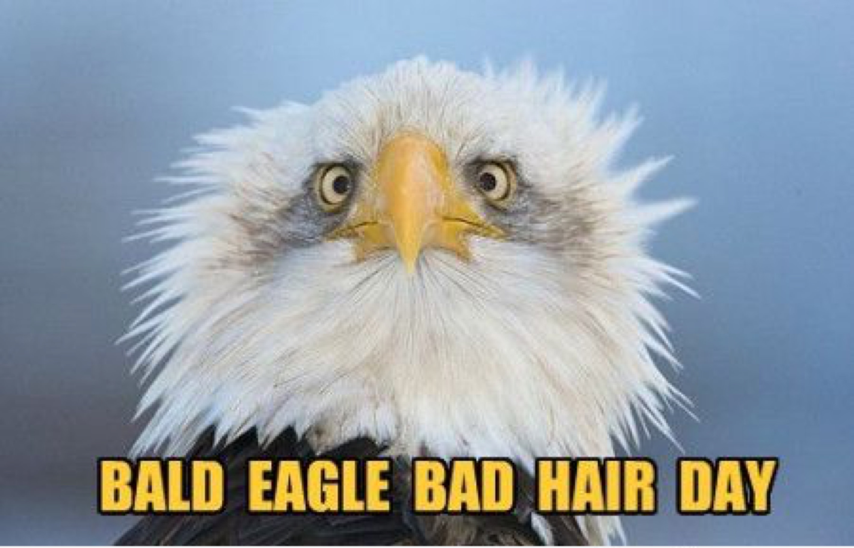 Funniest Bald Eagle Meme Compilation..America! 
