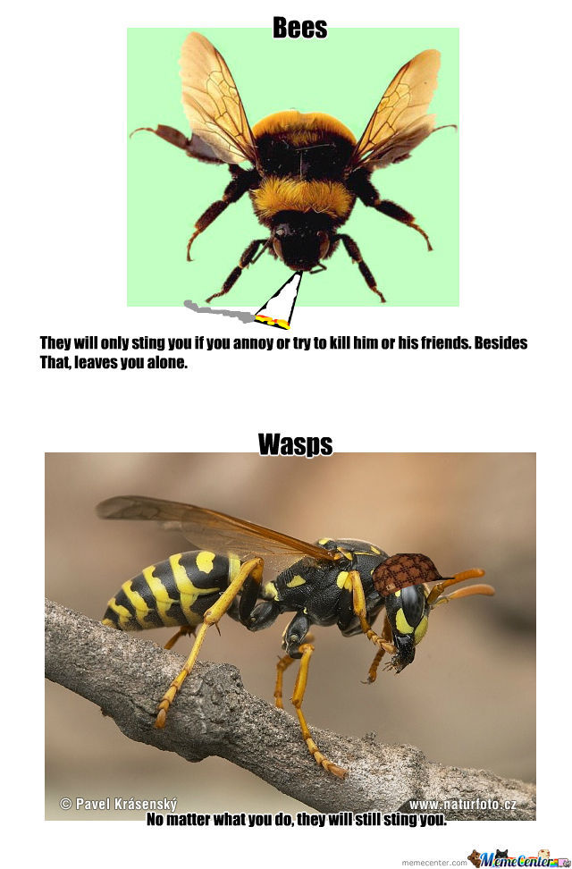 Wasp Meme, to Pin on Pinterest, ThePinsta. 