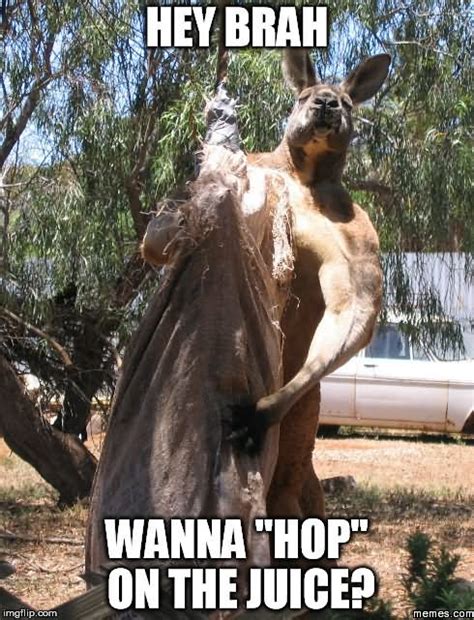 45 Most Funny Kangaroo Meme, And Images. askideas.com. 