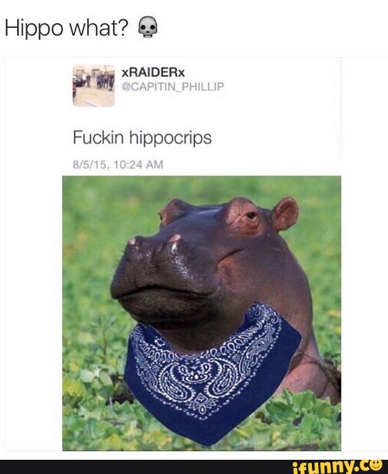 Hippo. 