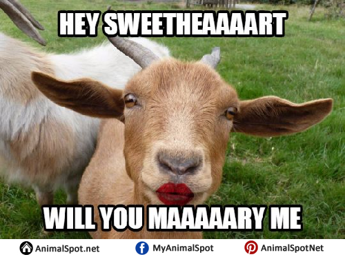 Funny goat. 