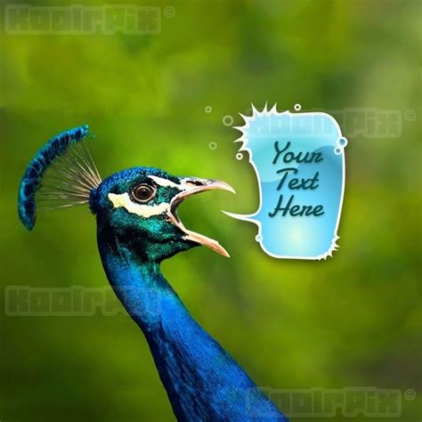 Peacock Memes