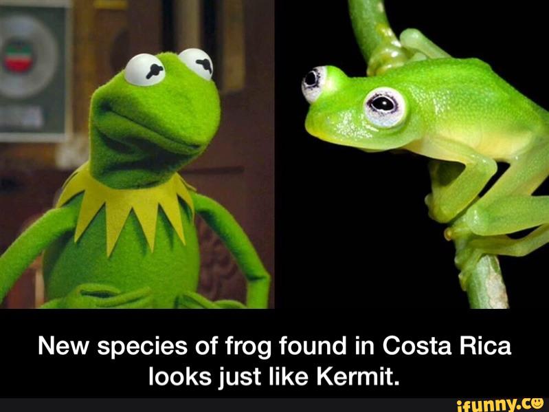 New kermit the frog. 