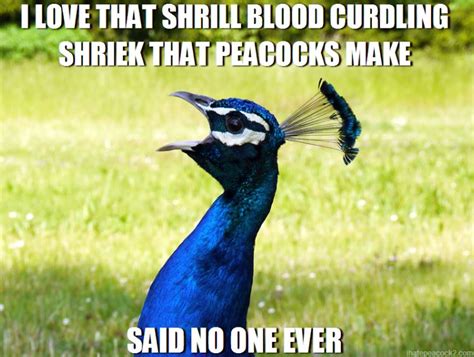 Peacock Memes