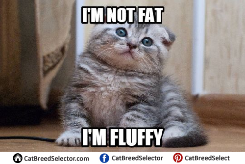 Kitten Memes, Cat Breed Selector. 