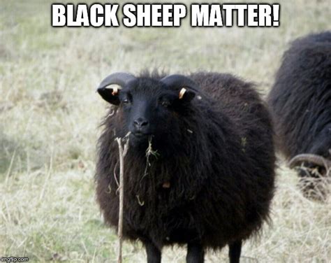 Black sheep Memes